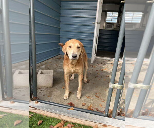 Medium Photo #3 Mutt Puppy For Sale in Elmsford, NY, USA