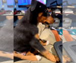 Small #12 Doberman Pinscher Mix