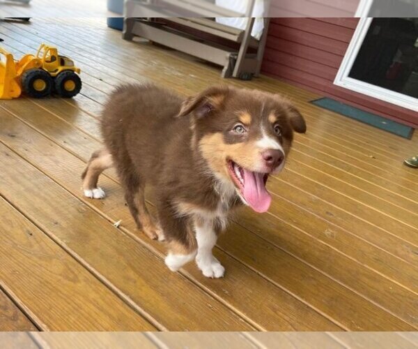 Medium Photo #4 Australian Shepherd-Unknown Mix Puppy For Sale in JEROMESVILLE, OH, USA