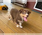 Small Photo #4 Australian Shepherd-Unknown Mix Puppy For Sale in JEROMESVILLE, OH, USA