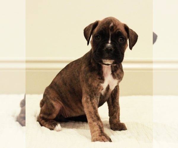 Medium Photo #2 Boxer Puppy For Sale in DENVER, PA, USA