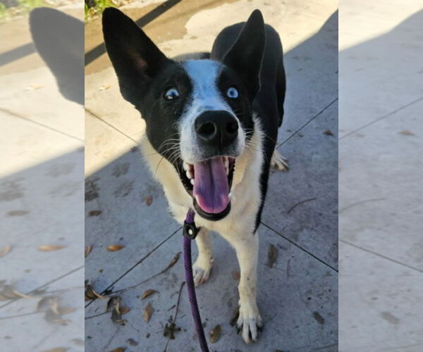 Medium Photo #2 Border Collie-Unknown Mix Puppy For Sale in Lakewood, CO, USA