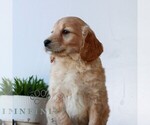 Small #3 Goldendoodle (Miniature)