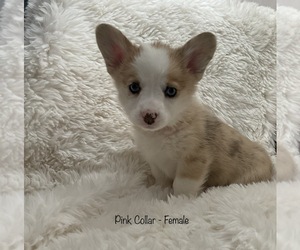 Welsh Cardigan Corgi Puppy for Sale in RICHMOND, Texas USA