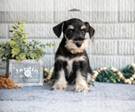 Small #1 Schnauzer (Miniature)