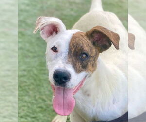 Mutt Dogs for adoption in Newport Beach, CA, USA