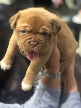 Medium Photo #9 Dogue de Bordeaux Puppy For Sale in BRIAROAKS, TX, USA