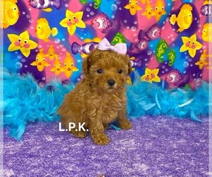 Poodle (Toy) Puppy for sale in WINNSBORO, LA, USA