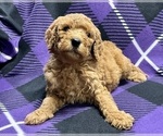 Small Photo #5 Poodle (Standard) Puppy For Sale in DUNDEE, OH, USA