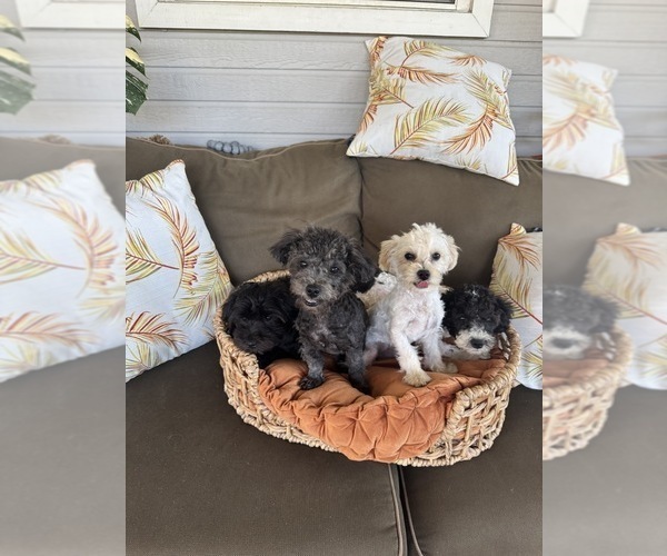 Medium Photo #2 Maltipoo Puppy For Sale in VALDOSTA, GA, USA