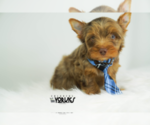 Small Photo #3 Yorkshire Terrier Puppy For Sale in KELLER, TX, USA
