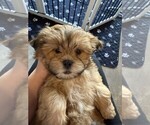 Puppy Puppy 3 Shorkie Tzu