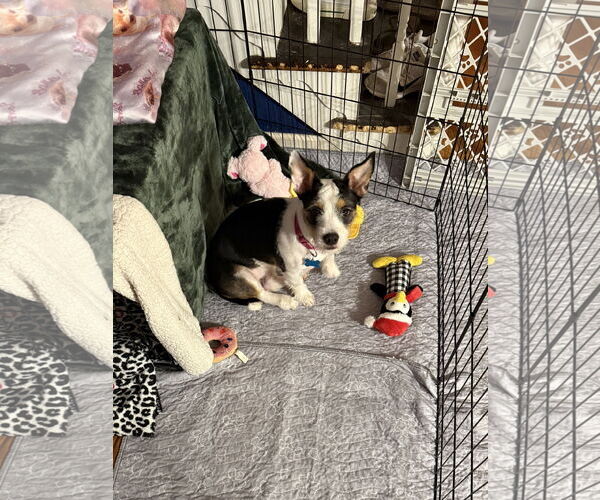 Medium Photo #7 Mutt Puppy For Sale in Garner, NC, USA