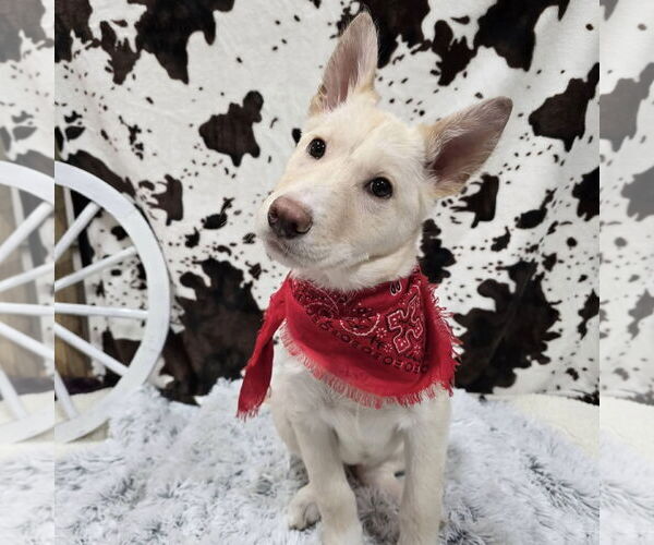 Medium Photo #2 Siberian Husky-Unknown Mix Puppy For Sale in Fargo, ND, USA