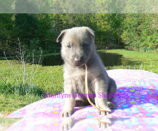 Medium Photo #2 German Shepherd Dog Puppy For Sale in PIEDMONT, MO, USA
