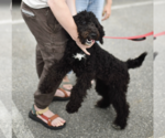 Small #1 Poodle (Standard)