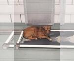 Small Rhodesian Ridgeback Mix