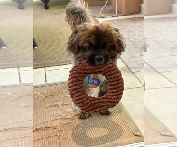 Medium Photo #5 Pekingese-Unknown Mix Puppy For Sale in East Derry, NH, USA