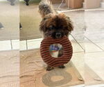 Small #4 Pekingese Mix