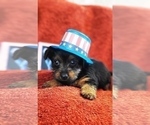 Small Photo #21 Yorkshire Terrier Puppy For Sale in AKRON, OH, USA