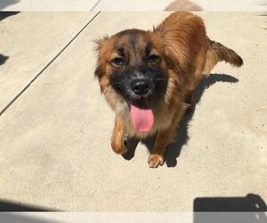 Papillon-Unknown Mix Dogs for adoption in Rancho Cucamonga, CA, USA
