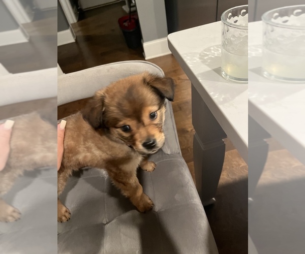 Medium Photo #2 Chiranian Puppy For Sale in DALLAS, GA, USA