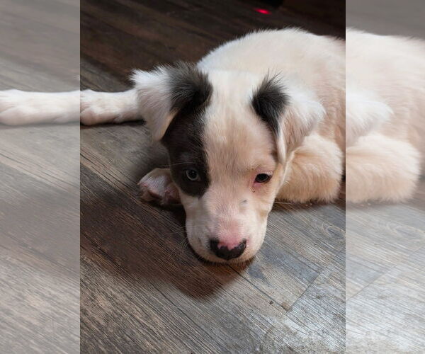 Medium Photo #1 Mutt Puppy For Sale in New London, WI, USA