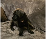 Small #1 Cane Corso