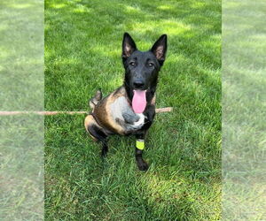 Mutt Dogs for adoption in Mooresville, NC, USA