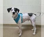 Small #2 Poodle (Miniature) Mix