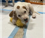 Small Photo #15 Mutt Puppy For Sale in Wenonah, NJ, USA