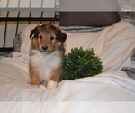 Puppy Harry Shetland Sheepdog