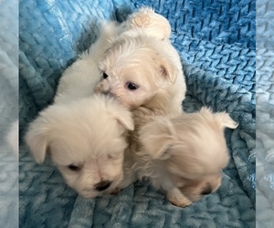 Maltese Puppy for sale in MADRAS, OR, USA