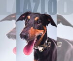 Small Doberman Pinscher
