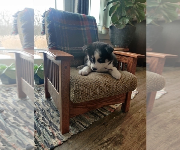 Medium Photo #9 Siberian Husky Puppy For Sale in AUBURN, NY, USA