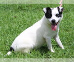 Small #1 Mutt
