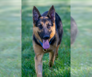 German Shepherd Dog Dogs for adoption in Kansas City, MO, USA