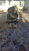 Small Photo #18 Rottweiler Puppy For Sale in RANCHO CORDOVA, CA, USA