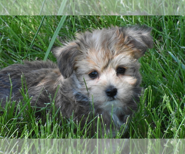 Medium Photo #4 Yo-Chon Puppy For Sale in ELDORADO, OH, USA