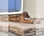 Small #1 Rhodesian Ridgeback