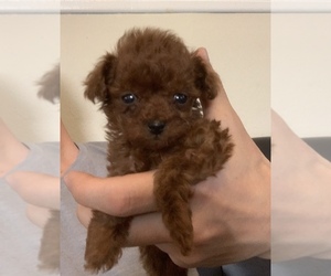 Poodle (Miniature) Puppy for sale in ROSELLE PARK, NJ, USA