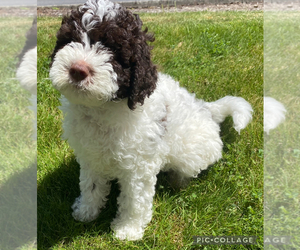 Lagotto Romagnolo Puppy for Sale in VANCOUVER, Washington USA