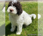 Image preview for Ad Listing. Nickname: Puppies