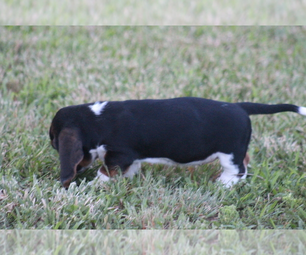 Medium Photo #46 Basset Hound Puppy For Sale in MEMPHIS, MO, USA