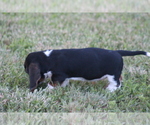 Small Photo #46 Basset Hound Puppy For Sale in MEMPHIS, MO, USA