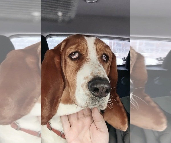 Medium Photo #5 Basset Hound Puppy For Sale in Brookville, OH, USA
