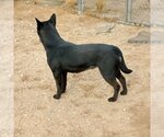 Small Photo #16 Labrador Retriever Puppy For Sale in Apple Valley, CA, USA