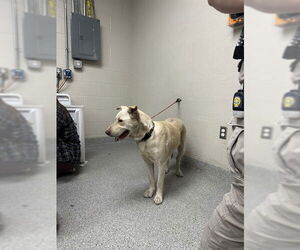 American Pit Bull Terrier-Labrador Retriever Mix Dogs for adoption in Pasadena, TX, USA