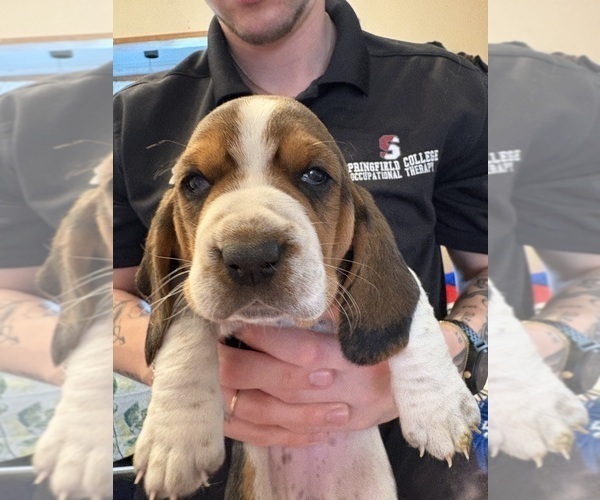 Medium Photo #4 Basset Hound Puppy For Sale in VERNON ROCKVILLE, CT, USA