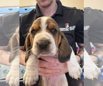 Small #3 Basset Hound